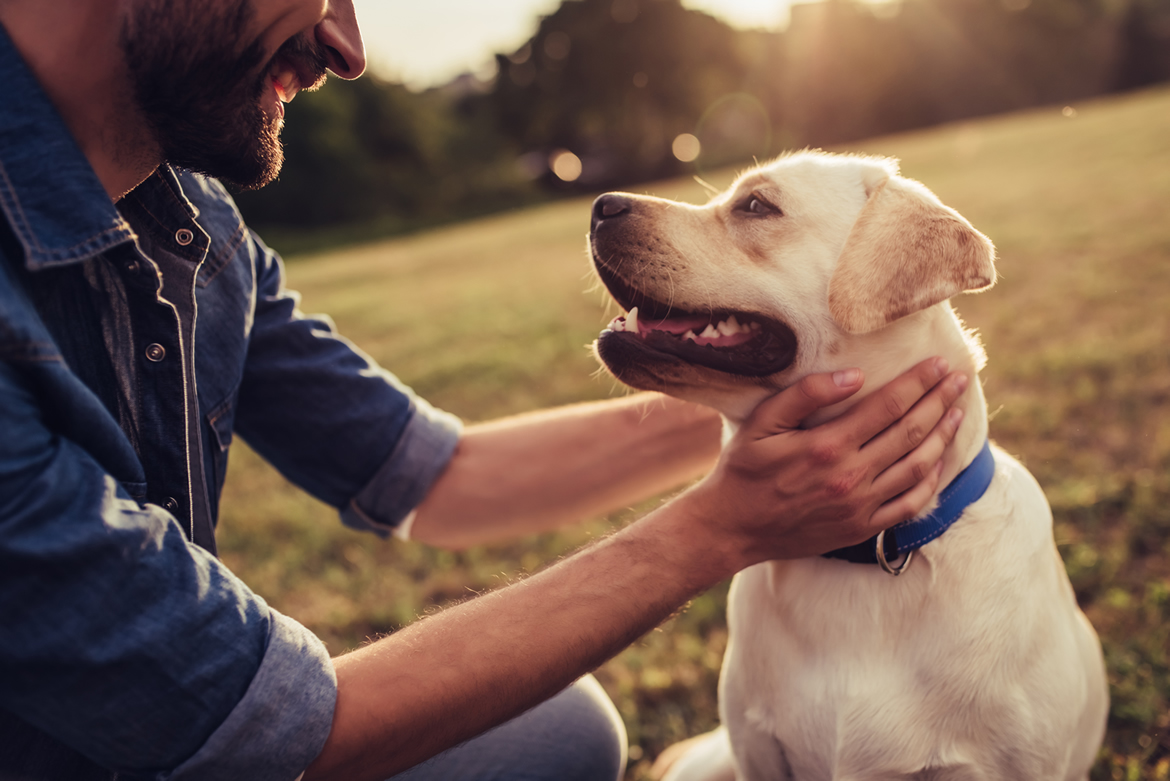 Pets in a motorhome